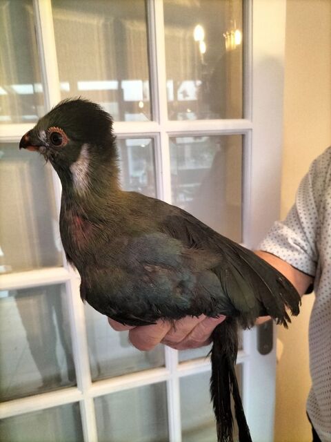 Touraco face blanche 300 29820 Guilers