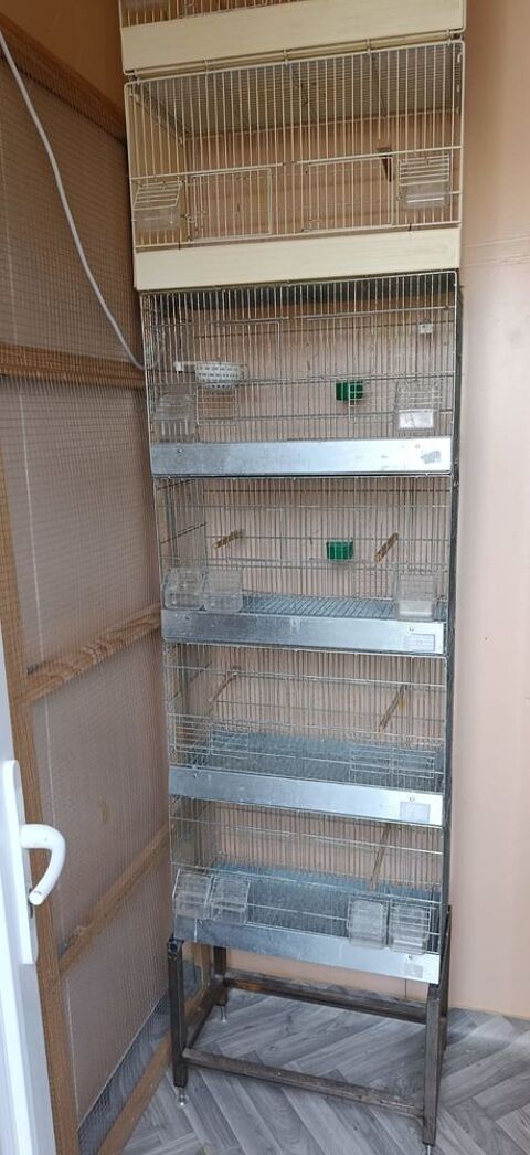 Cages d'&eacute;levage canari 25 14140 Livarot