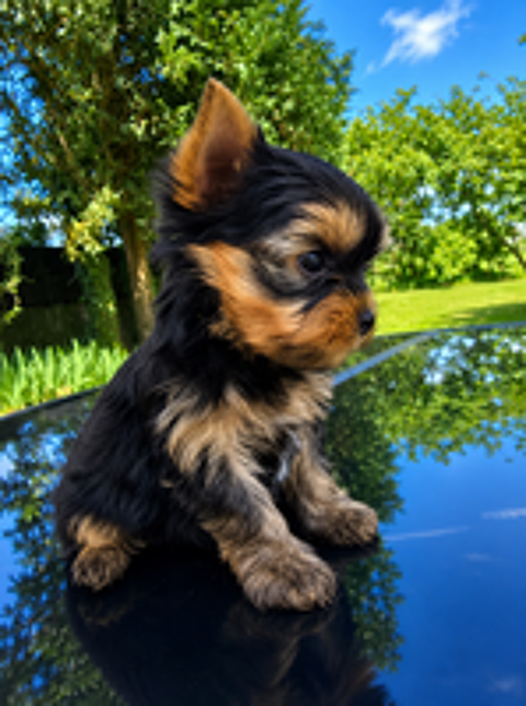   Magnifiques chiots Yorkshire Terrier Lof 