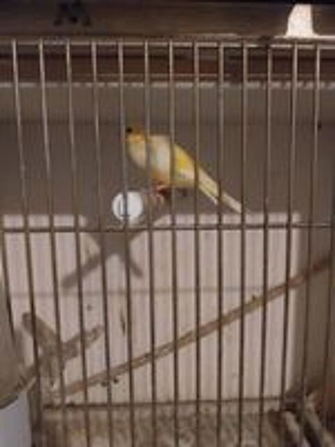   Canaris bec droit  