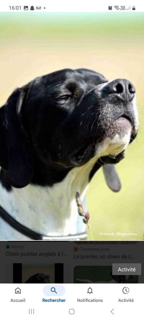 pointer anglais 1500 31390 Carbonne