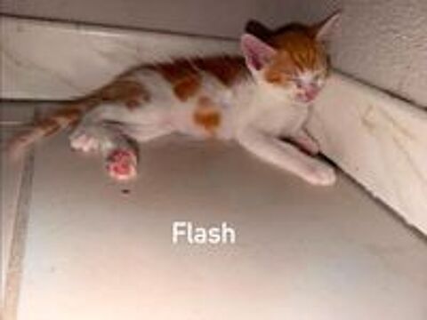   Chat FLASH à l adoption 
