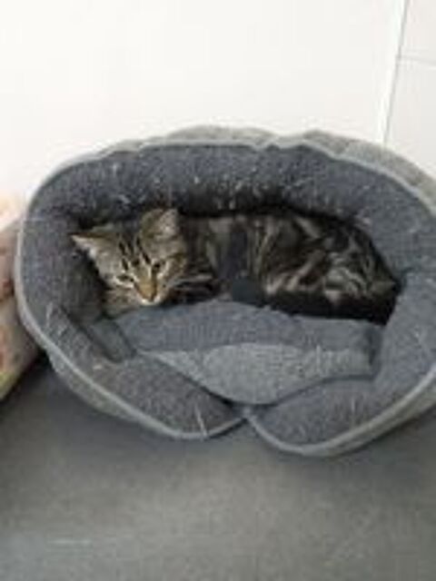   ADOPTION AMBRE 