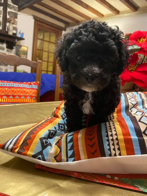 Caniche petit nain  0 50660 Orval