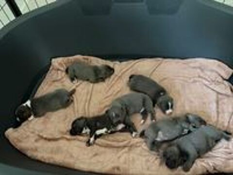   Chiot Staffordshire Bull Terrier  