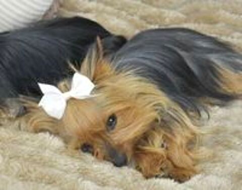   A réserver un chiot mâle Yorkshire terrier inscrit au LOF 