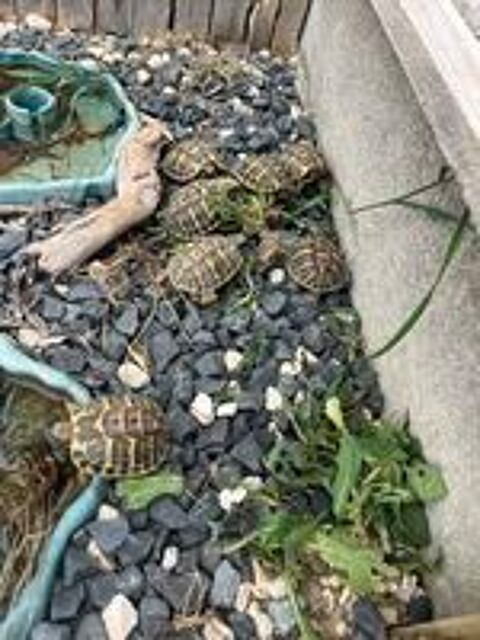   tortue 2025 