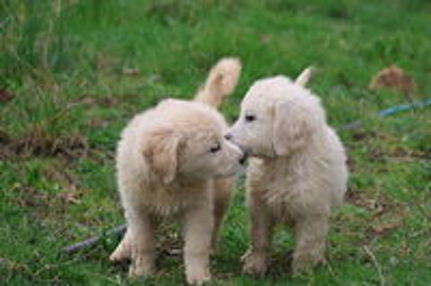   Chiots mâles et femelles GOLDEN RETRIEVER
