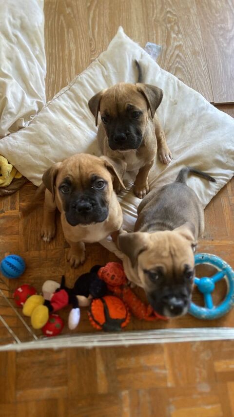 A r&eacute;serve chiots   Type bullmastiff  seront tres Costo.  4  0 13800 Istres