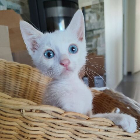 BLUEY 1 30200 Orsan