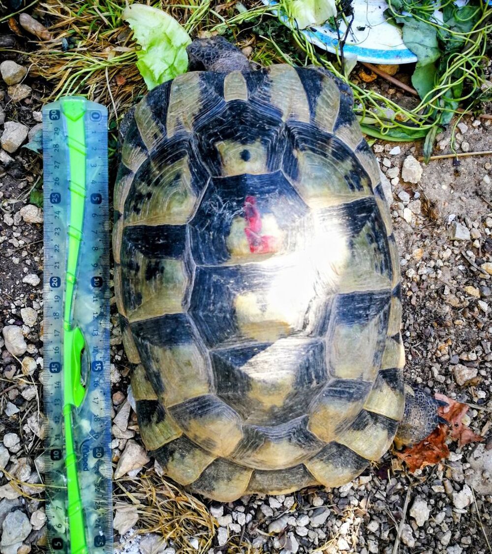   Femelle tortue ibera  