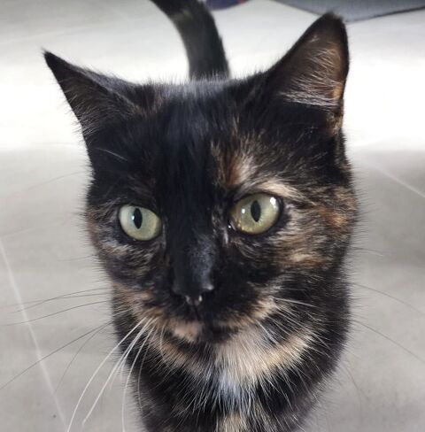 Adoption Cl&eacute;o 0 91600 Savigny-sur-orge