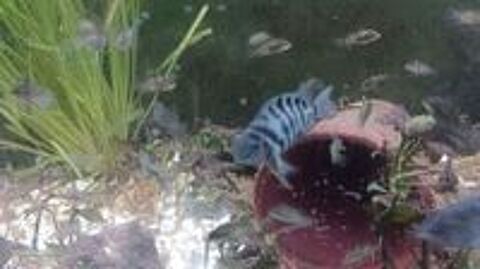   Nigrofaciatus cyclidee d amerique centrale 
