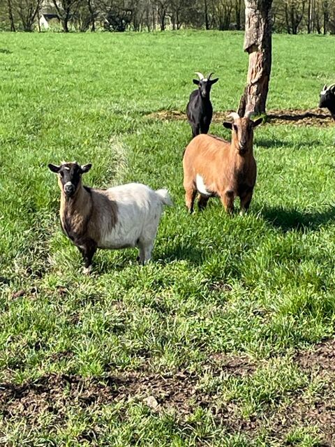 ch&egrave;vres 20 35150 Brie