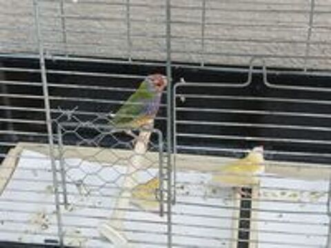   Diamant gould 2025 