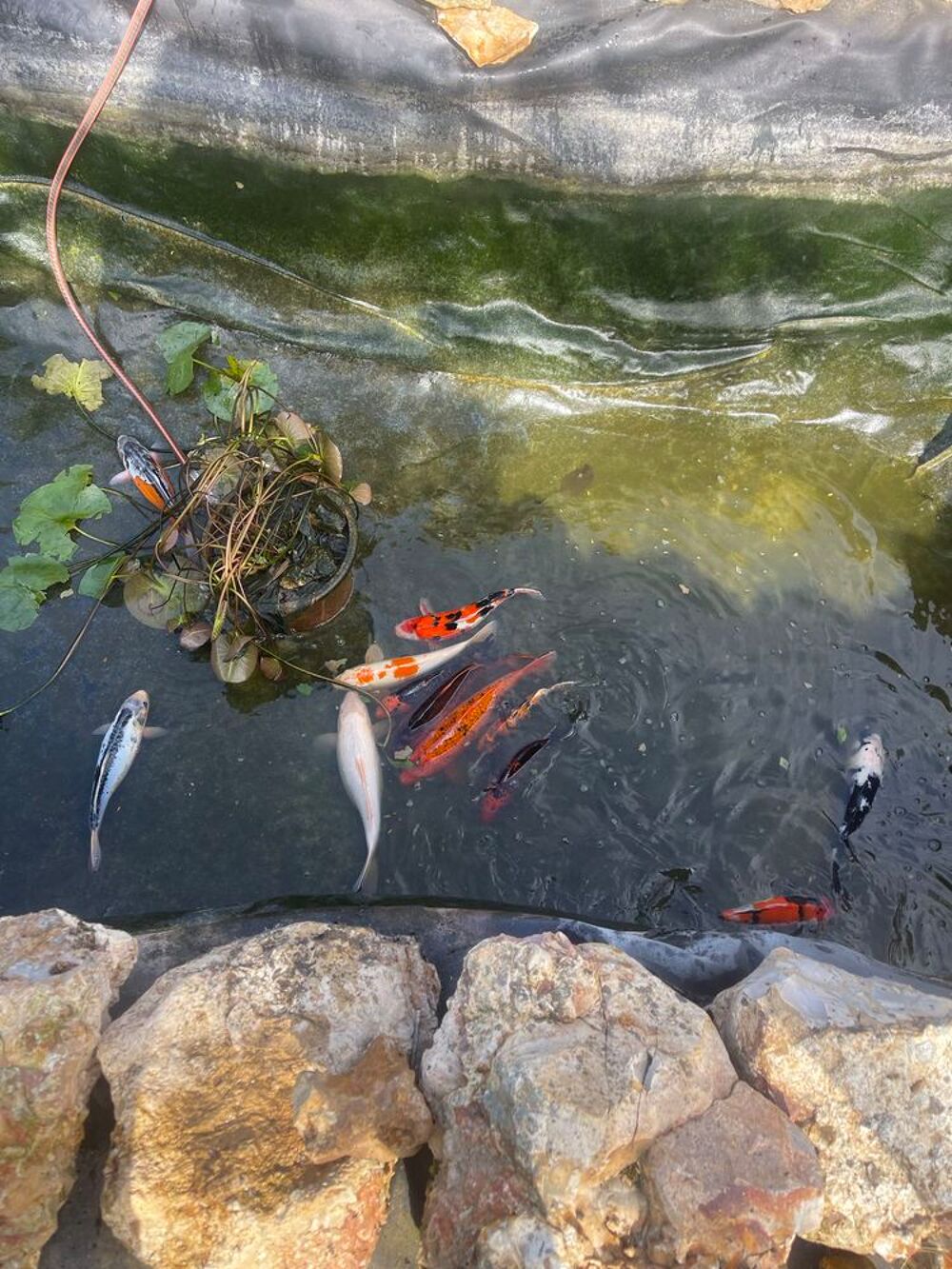 Carpe Ko&iuml; Jardin