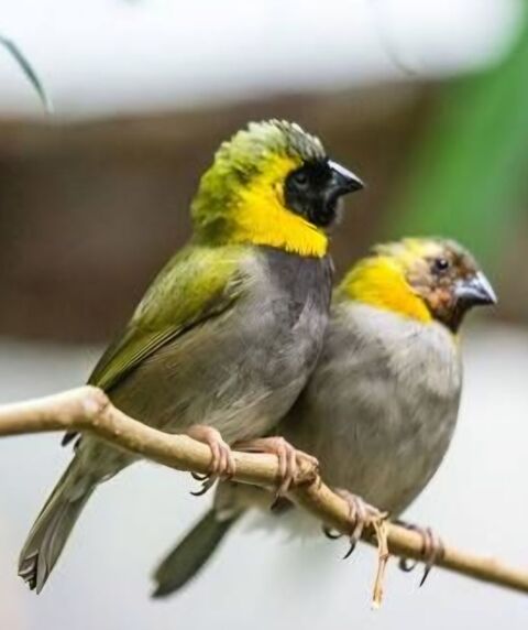 Couple chanteur de cuba non consanguin 80 17000 La rochelle