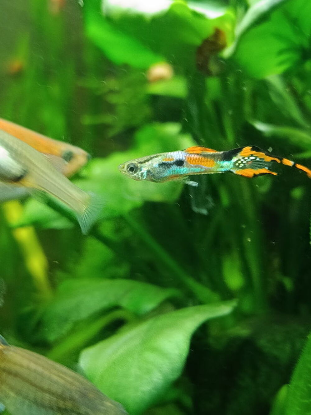   Poisson endler  