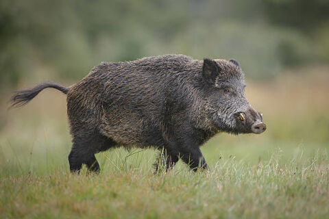 action de chasse 750 Mertrud (52)