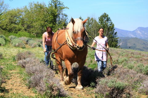 comtois PP de 2008 8500 26400 Pigros-la-clastre
