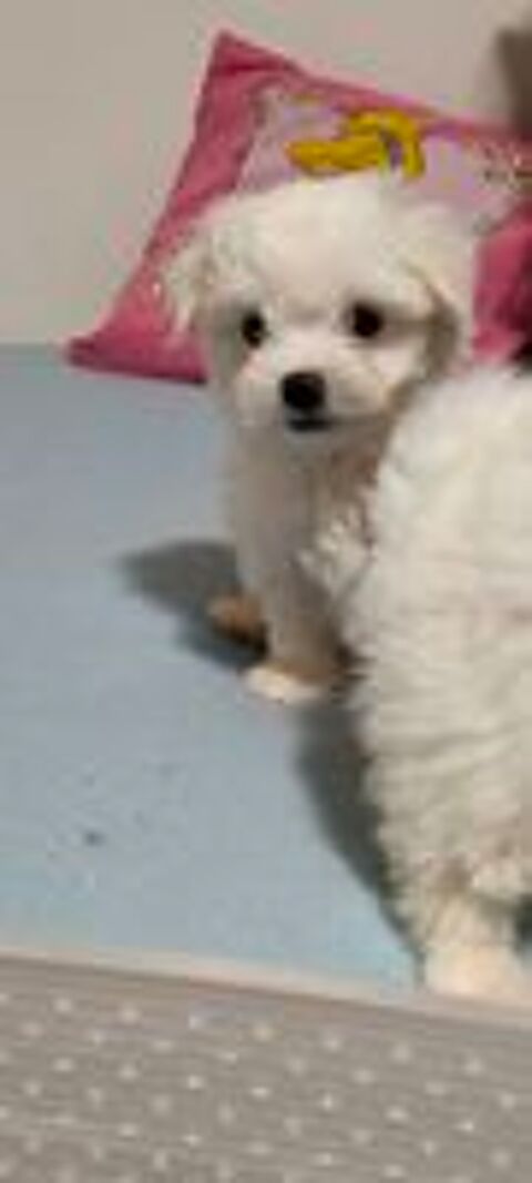   Bichon maltais non lof 