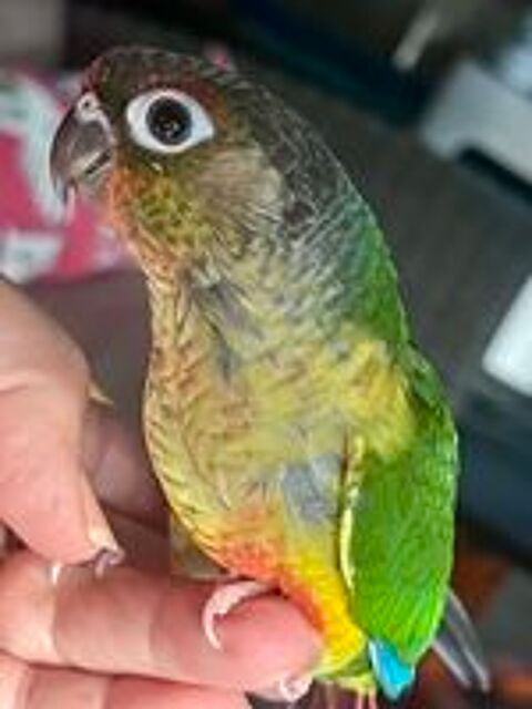   Jeunes conures à joues vertes mâle ou femelle élevées main 