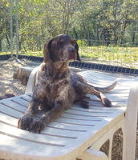   Roxane est à l'adoption 
