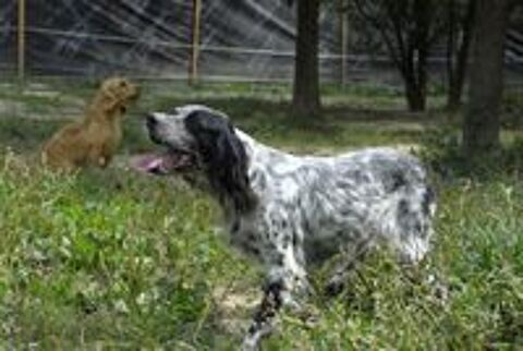   Setter Anglais LOF adultes disponibles de suite 