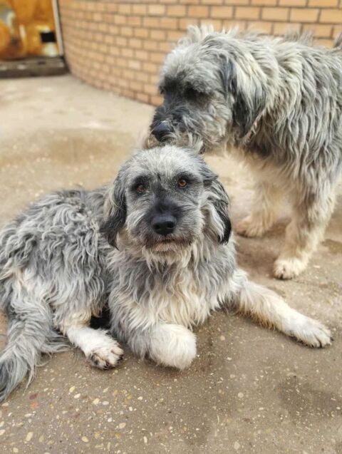 Regardez ces bouilles d'amour !  Ces deux magnifiques bergers léonais cherchent leur famille 315 24140 Douville