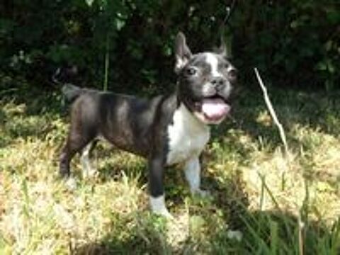   BBS BOULEDOGUE FRANCAIS   