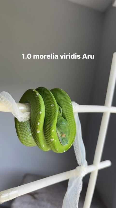 Plusieurs serpents &agrave; vendre 150 38000 Grenoble
