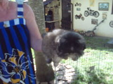   TRES BELLE FEMELLE PEKINOISE  