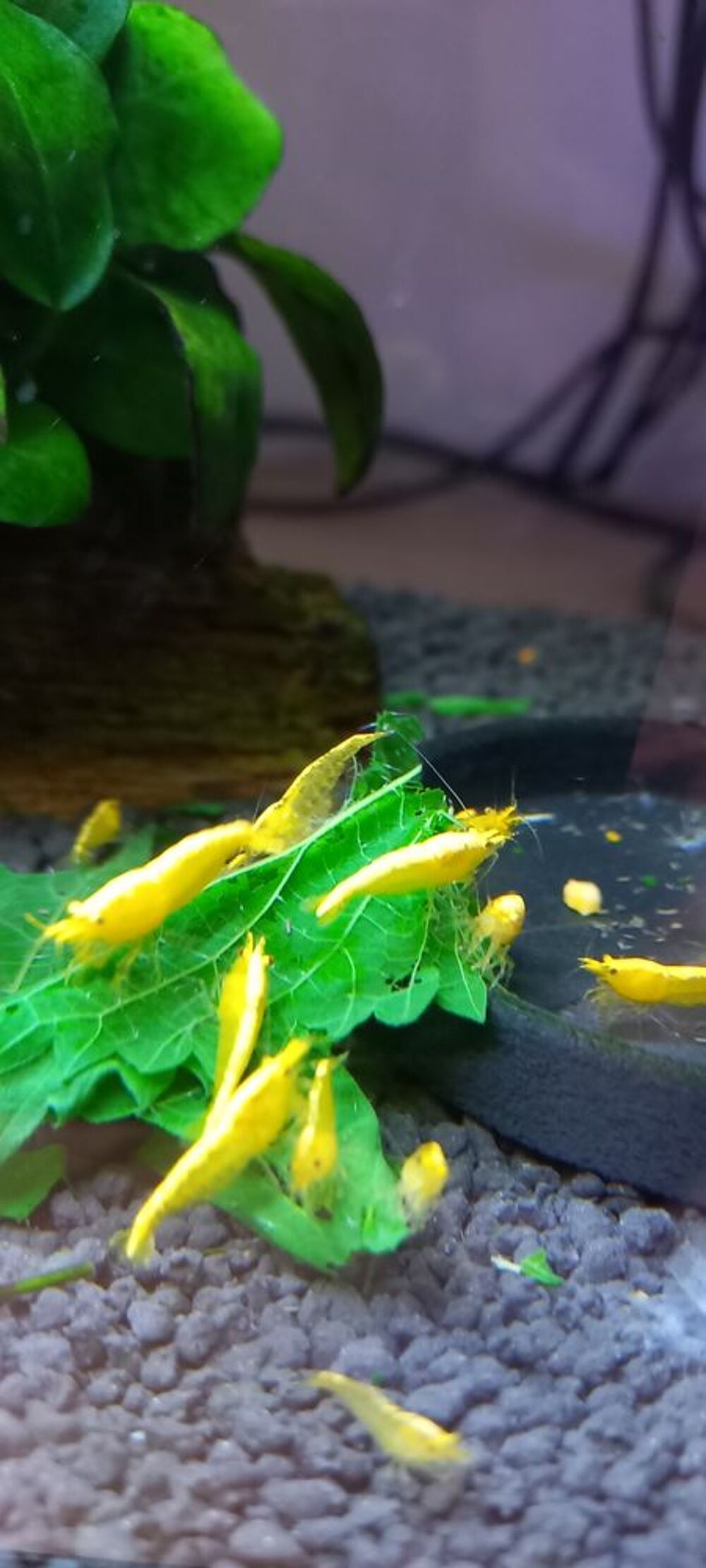   Crevettes yellows neon neocaridina 
