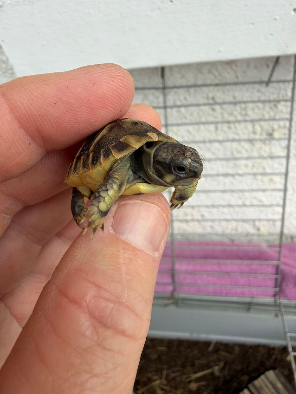   Tortues 2026 