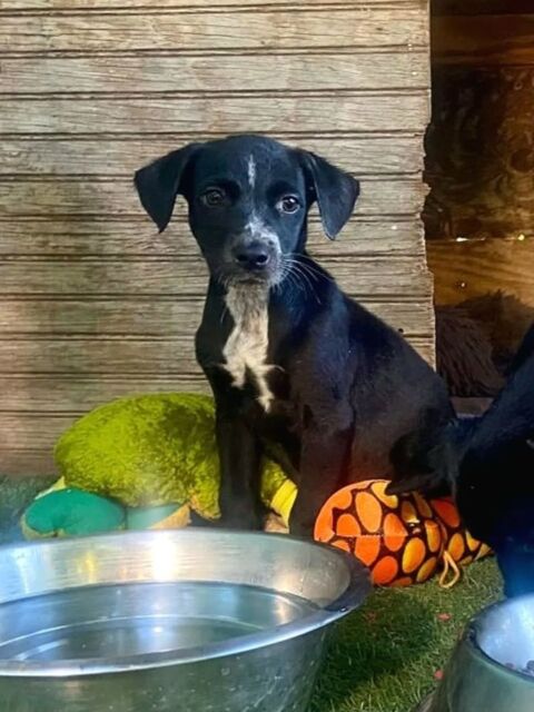 ✨️ SUSHI ✨️ 290 92000 Nanterre