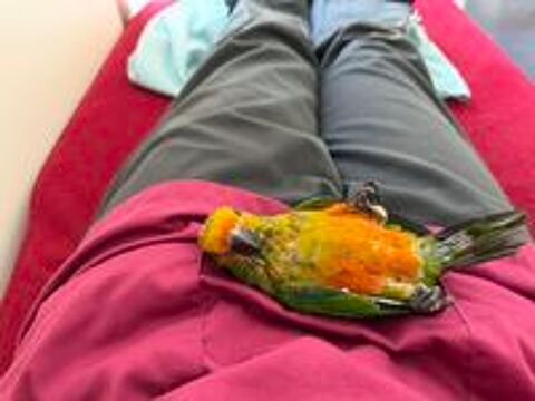   Conure Jandaya x soleil EAM 