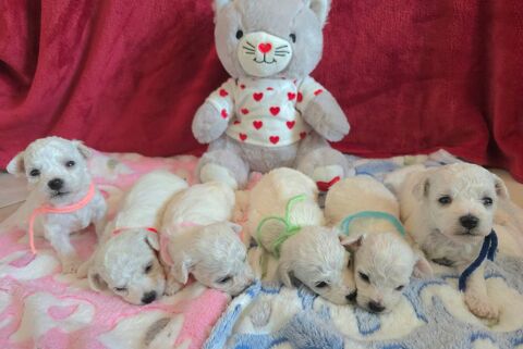 Chiots bichon fris&eacute; non LOF 900 54150 Ozerailles