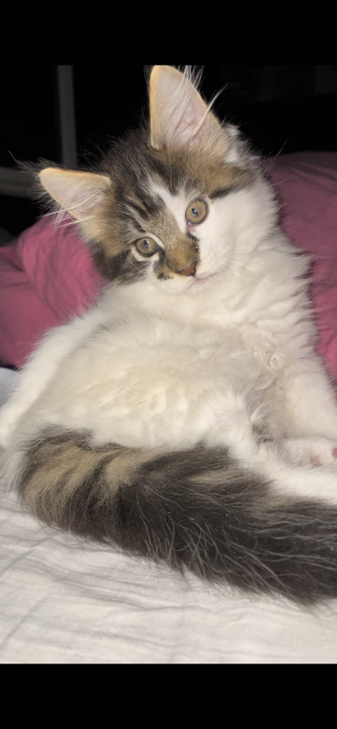 Chatons main coon 1000 30130 Pont-saint-esprit