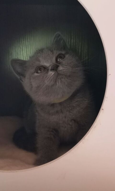 Chaton British Shorthair 1500 85660 Saint-philbert-de-bouaine