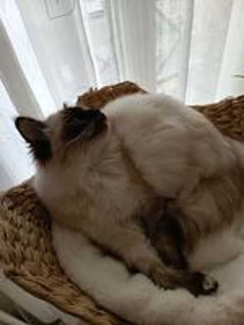   femmelle sacré de Birmanie loof 1 an. 