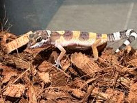   B�b�s geckos l�opard 2 
