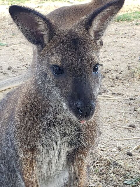 Wallaby de Bennett 100 47320 Clairac