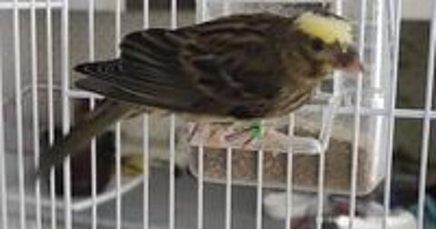   Canaris lizard  