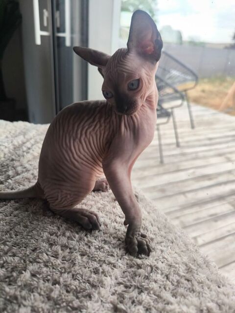 Sphinx femelle m&acirc;le 1800 43100 Cohade