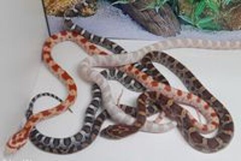   Pantherophis guttatus
