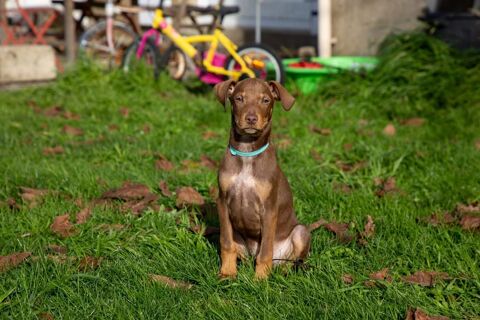 King, chien crois&eacute; braque &agrave; adopter 300 44116 Vieillevigne