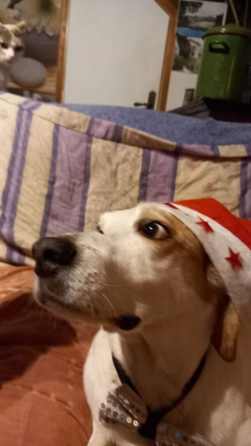   Garde chien  a riom    