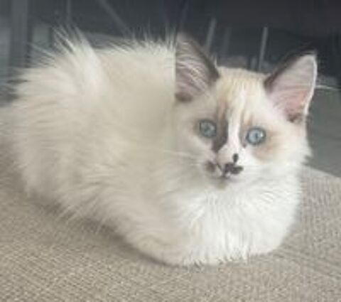   Chaton femelle 3 mois 