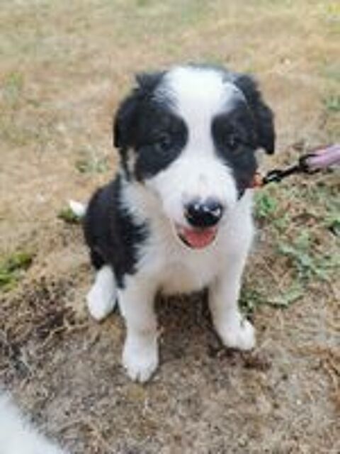   chiots Border Collie 