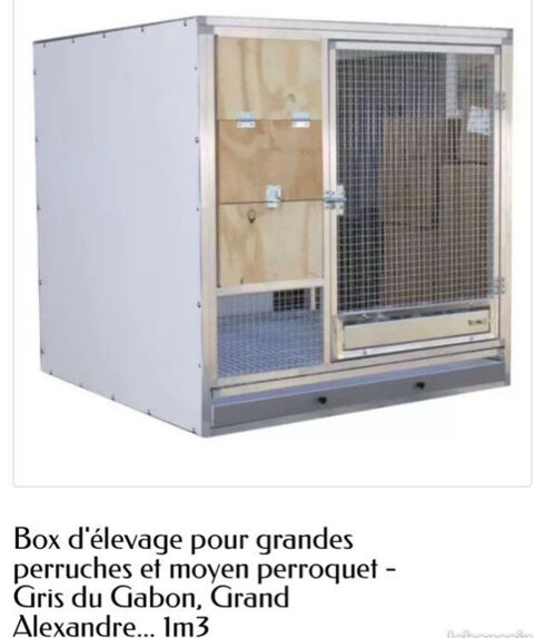 Cage gris du Gabon 2500 92600 Asnires-sur-seine